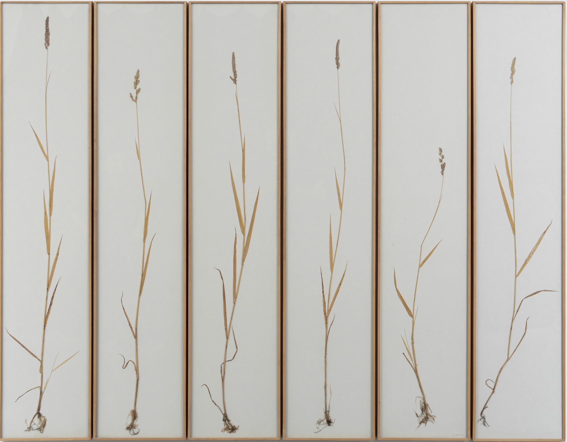 phalaris arundinacea, 1990, Vegetationsschnitt, 173,5 x 36,5 x 3,5 cm